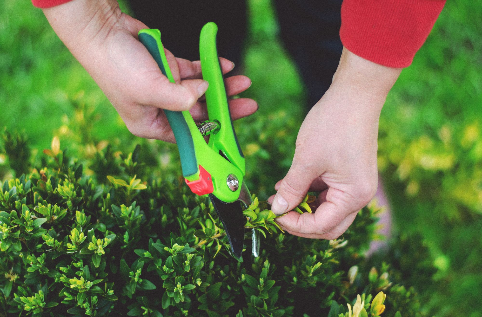 Person pruning a hedge with shears